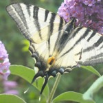 photos de la faune : papillon blanc