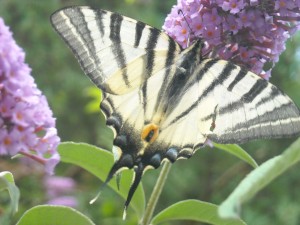 photos de la faune : papillon blanc
